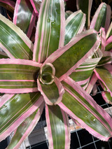 Neoregelia Yin