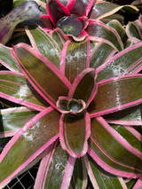 Neoregelia Yin