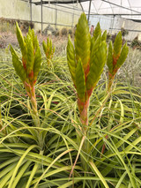 Tillandsia jalisco-monticola x rothii