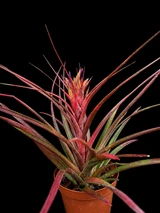 Tillandsia capitata 'Pochutla' x magnispica