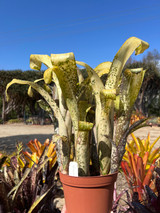 Billbergia
