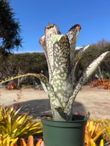 Billbergia