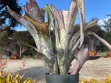 Billbergia Alaka’i