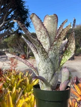 Billbergia Alaka’i