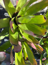 Neoregelia carcharadon 'Rainbow'