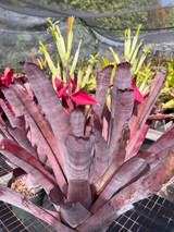 Billbergia red hybrid