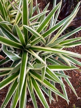 Aechmea ornata var. nationalis 'Albomarginated'