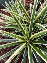 Aechmea ornata var. nationalis 'Albomarginated'