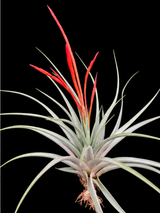 Tillandsia flabellata X espinosae
