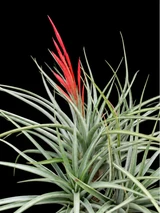 Tillandsia flabellata X espinosae