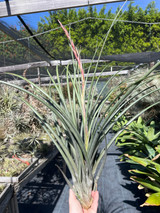 Tillandsia schusteri x flabellata
