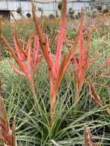 Tillandsia Caribbean Sunrise - (T. balbisiana x tricolor) - Bird