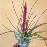 Tillandsia Bayonet - (T. tricolor x chiapensis)