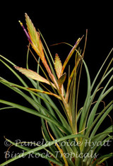 Tillandsia Caribbean Sunrise - (T. balbisiana x tricolor) - Bird