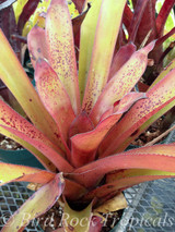 Aechmea fendleri (red spotted form)