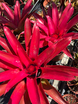 Neomea Strawberry (Neoregelia carolinae x Aechmea recurvata var. benrathii)