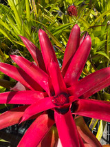 Neomea Strawberry (Neoregelia carolinae x Aechmea recurvata var. benrathii)