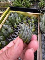 Tillandsia kautskyi