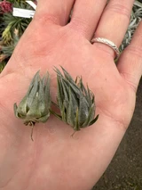 Tillandsia kautskyi