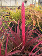 Tillandsia chiapensis (giant x ?)