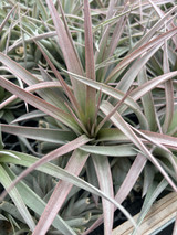 Tillandsia Flaming Spears - (T. concolor x chiapensis)