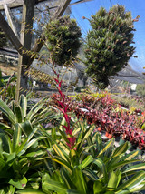 Vriesea 'Rafael' (Vr. philippocoburgii, variegated)