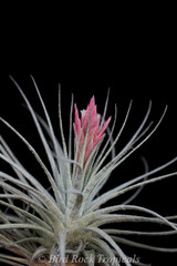 Tillandsia Coral Star -  (T. mauryana x tectorum)
