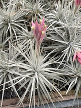 Tillandsia Coral Star -  (T. mauryana x tectorum)