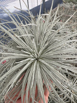 Tillandsia Coral Star -  (T. mauryana x tectorum)