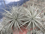 Tillandsia Coral Star -  (T. mauryana x tectorum)
