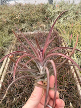 Tillandsia Aztec Fire - (T. schatzlii x kuzmae) - Bird Rock Tropicals