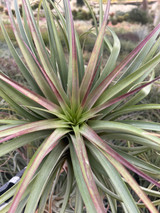 Tillandsia Fat Boy