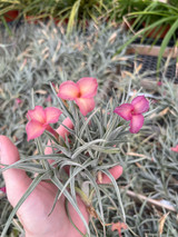 Tillandsia Mystic Rainbow Pink (T. albertiana x arequitae) - Bird
