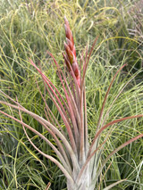 Tillandsia Petite Rouge - (T. circinnatoides x tricolor)