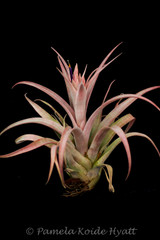 Tillandsia Pink Sorbet - (T. chiapensis x capitata 'Rubra') - Koide Hybrid