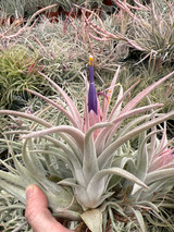 Tillandsia Silver Star - (T. chiapensis x ionantha v. vanhynigii)
