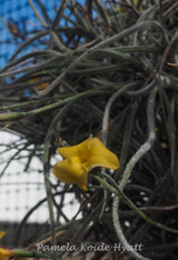 Tillandsia Tawny Yellow - (T. crocata x mallemontii)