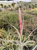 Tillandsia baileyi x paucifolia, Mexico