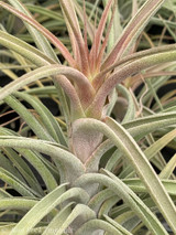 Tillandsia x Zacapa (T. brachycaulos x caput-medusae), Mexico