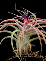 Tillandsia x Zacapa (T. brachycaulos x caput-medusae), Mexico