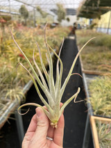 Tillandsia caput-medusae x schiedeana (Mexico) - Bird Rock Tropicals