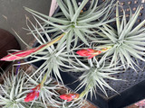 Tillandsia Ed Doherty - (T. aeranthos x leonamiana)