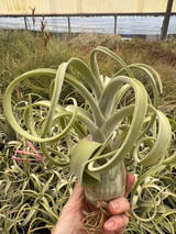 Tillandsia El Guapo - (T. streptophylla x caput-medusae), Mexico