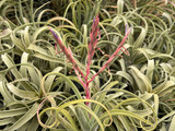 Tillandsia El Guapo - (T. streptophylla x caput-medusae), Mexico