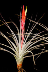 Tillandsia fasciculata x schiedeana