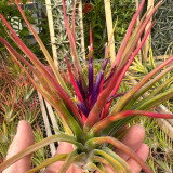 Tillandsia Derek - (T. bulbosa x ionantha)