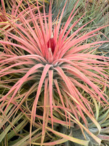 Tillandsia Magic Blush - (T. ionantha v. stricta x magnusiana)