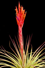 Tillandsia Queen's Ruby Torch - (T. jalisco-monticola x rotundata) - Koide Hybrid