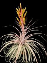 Tillandsia Silver Queen - (T. jalisco-monticola x xerographica)