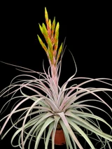 Tillandsia Silver Queen - (T. jalisco-monticola x xerographica)